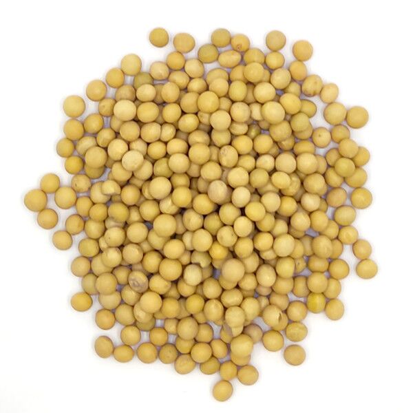 Organic Soy Bean